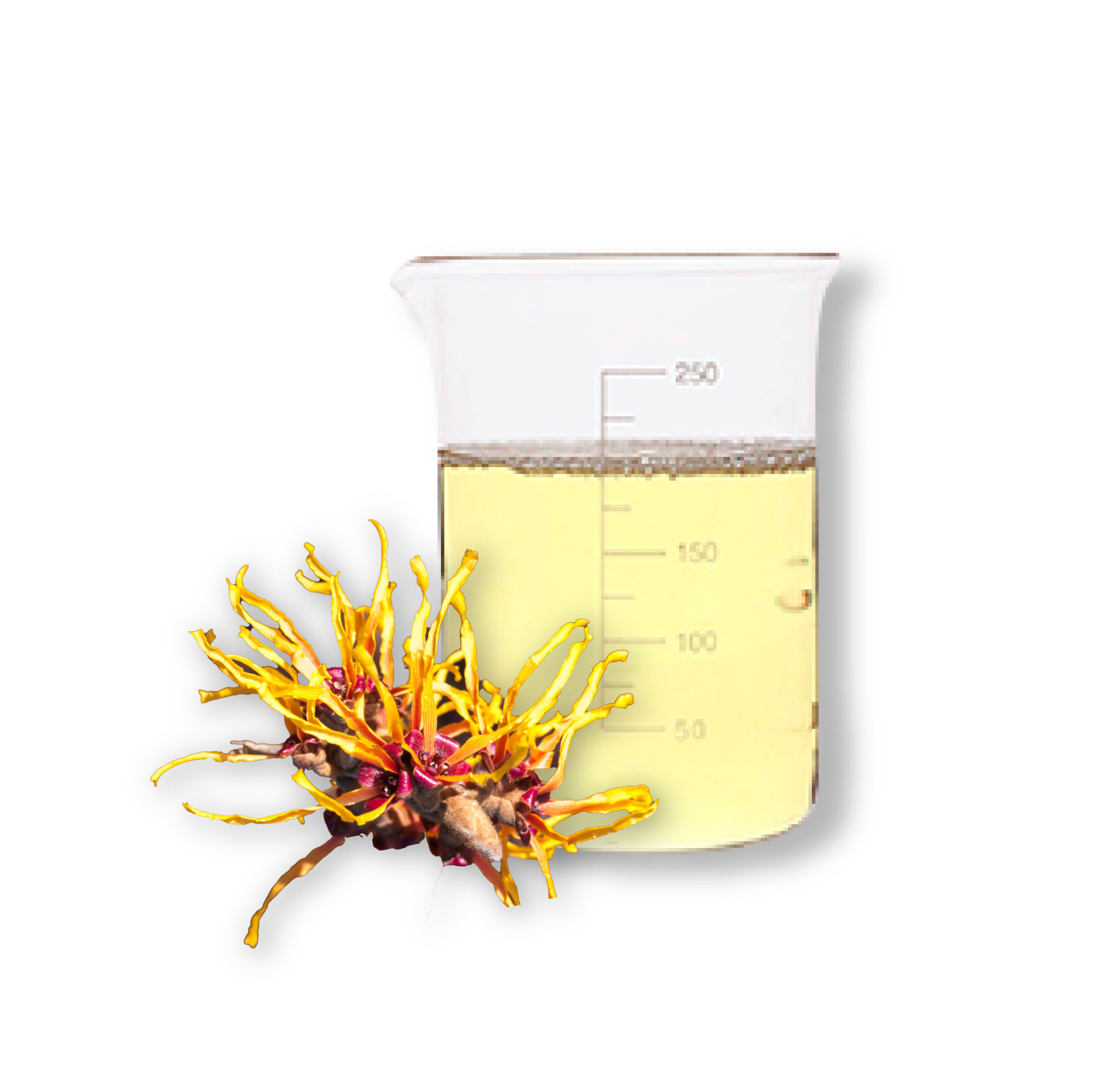 Medtract Witch Hazel 1:2 (Chiết Xuất Cây Phỉ)